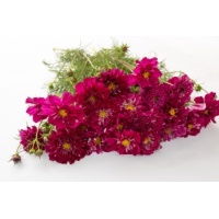 pillangovirag-double_click_cranberries