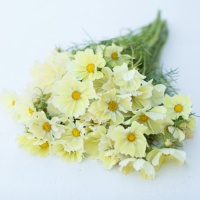 pillangovirag-xanthos