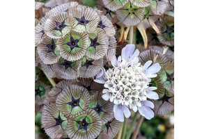 csillagos_ordogszem-fe