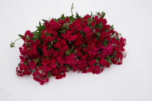 egynyari_langvirag-coccinea