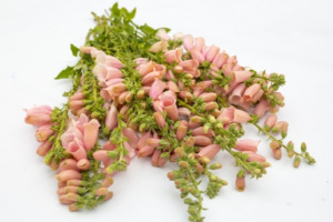 gyuszuvirag-dalmatian_peach