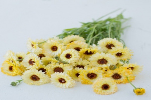 koromvirag-ivory_princess