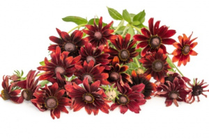 kupvirag-cherry_brandy