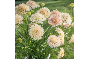 ordogszem-fata_morgana