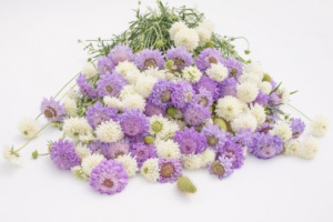 ordogszem-lavender_and_snow_mix