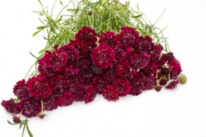 ordogszem-qis_deep_red