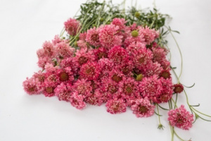 ordogszem-qis_salmon_pink