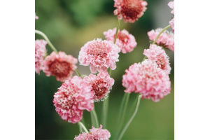 ordogszem-qis_salmon_queen