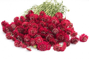 ordogszem-qis_scarlet