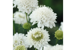 ordogszem-snowmaiden