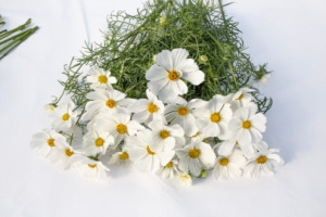 pillangovirag-afternoon_white