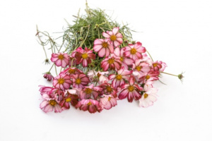 pillangovirag-velouettee