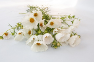 pillangovirag_white_mix-cupcakes_white