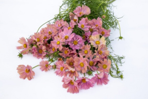 pillangovirag_yellow_mix-apricotta