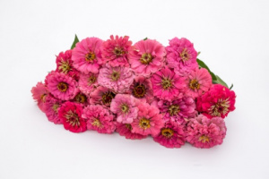 rezvirag-benarys_giant_bright_pink