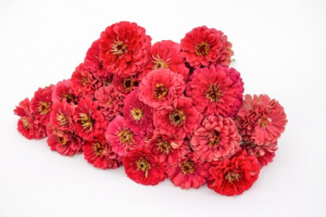 rezvirag-benarys_giant_carmine