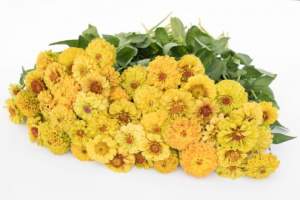 rezvirag-queen_lemon_peach