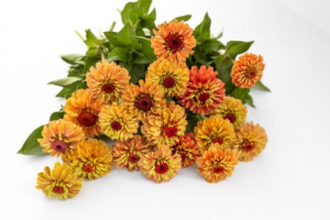 rezvirag-queen_lime_orange