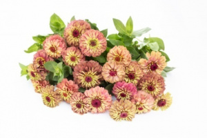 rezvirag-queen_lime_red