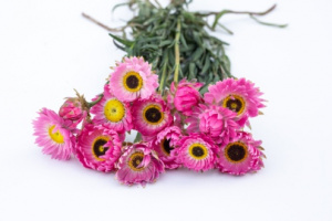 rozsagyopar-pierrot_red