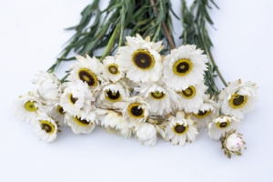 rozsagyopar-pierrot_white