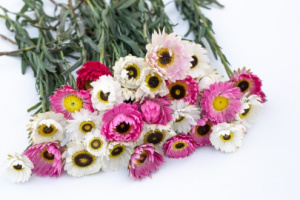 rozsagyopar-sensation_giants