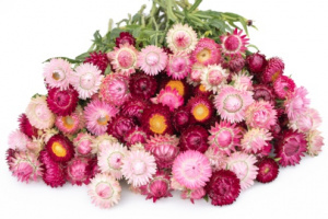 szalmavirag-antique_mix