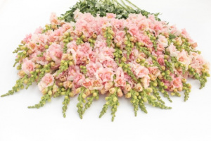 tatika-double_frappe_light_pink