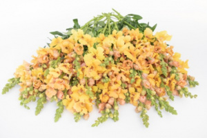 tatika-frappe_apricot