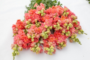 tatika-madame_butterfly_bronzewhite