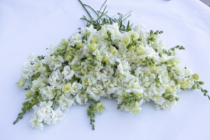 tatika-madame_butterfly_ivoryh