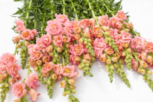 tatika-madame_butterfly_pink