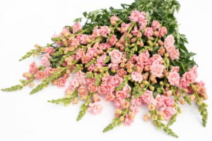 tatika-snapstar_pink