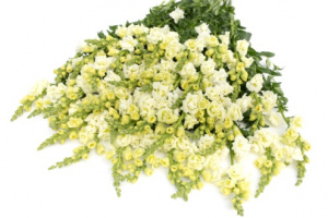 tatika-snapstar_white_547295157