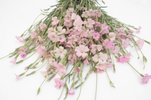 vetesi_konkoly-light_rose