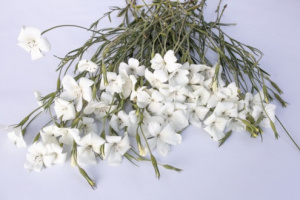 vetesi_konkoly-ocean_pearls