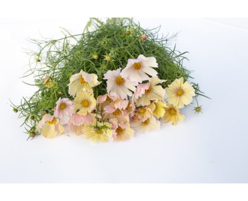 pillangovirag-apricot_lemonade