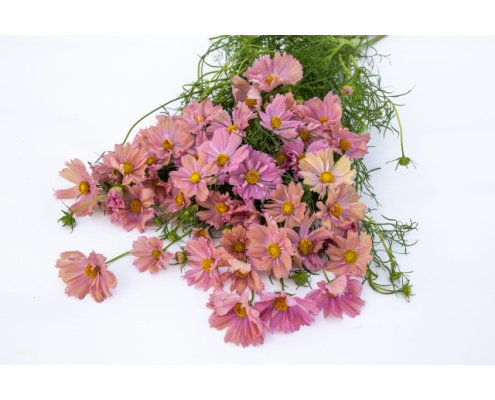 pillangovirag-apricotta