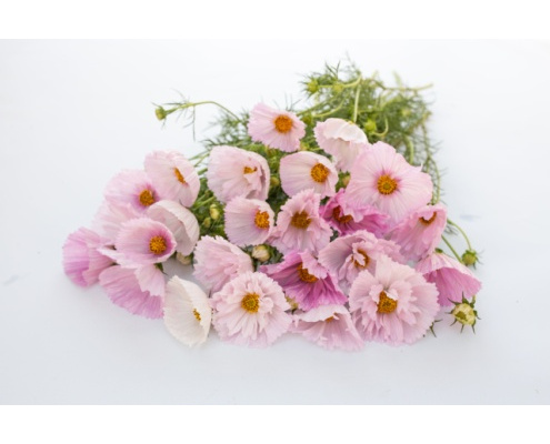 pillangovirag-cupcakes_blush