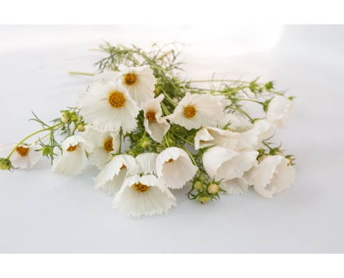 pillangovirag-cupcakes_white