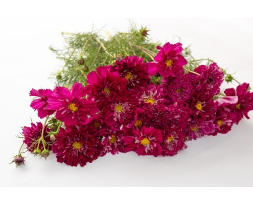 pillangovirag-double_click_cranberries