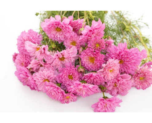 pillangovirag-double_click_rose_bonbon