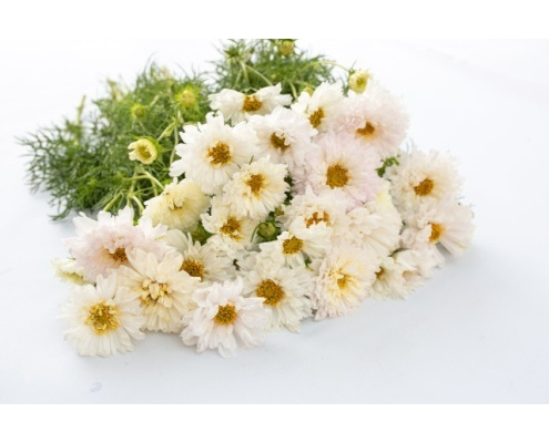 pillangovirag-double_click_snow_puff