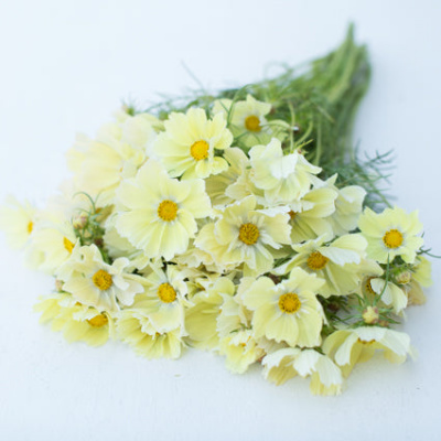 pillangovirag-xanthos