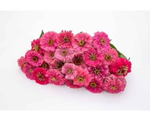 rezvirag-benarys_giant_bright_pink