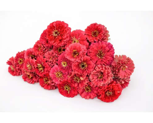 rezvirag-benarys_giant_carmine