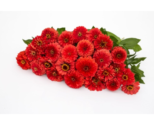 rezvirag-benarys_giant_coral