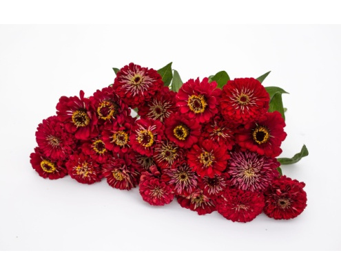 rezvirag-benarys_giant_deep_red