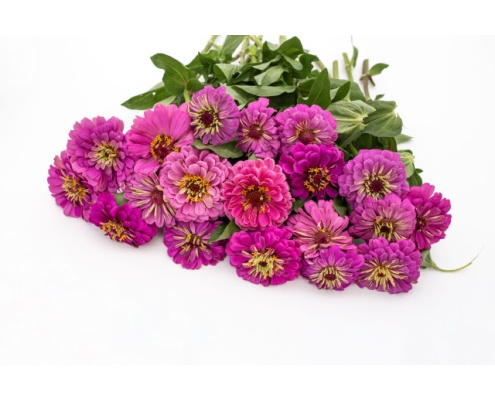 rezvirag-benarys_giant_lilac