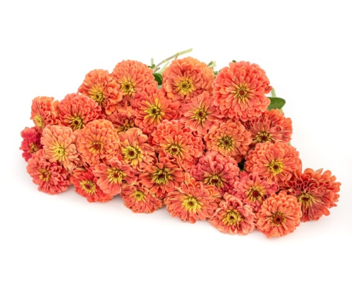 rezvirag-benarys_giant_salmon_rose